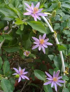 庭院陽臺觀花植物水蓮木又名紫花捕魚木星桑花