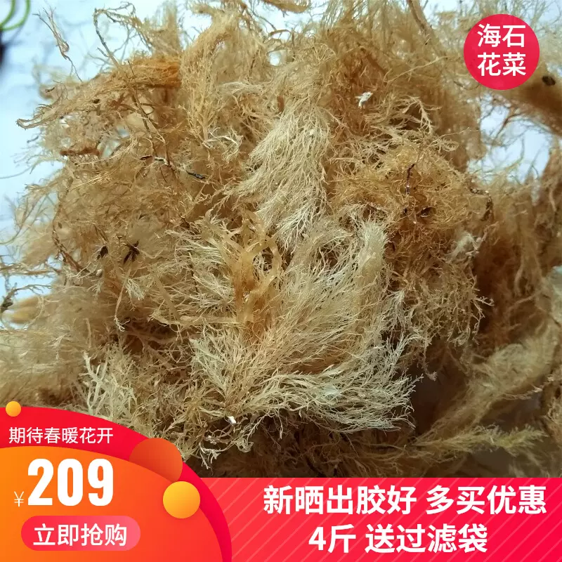 海石花菜岩衣胶冻石花膏原料海石花草散装海藻干货
