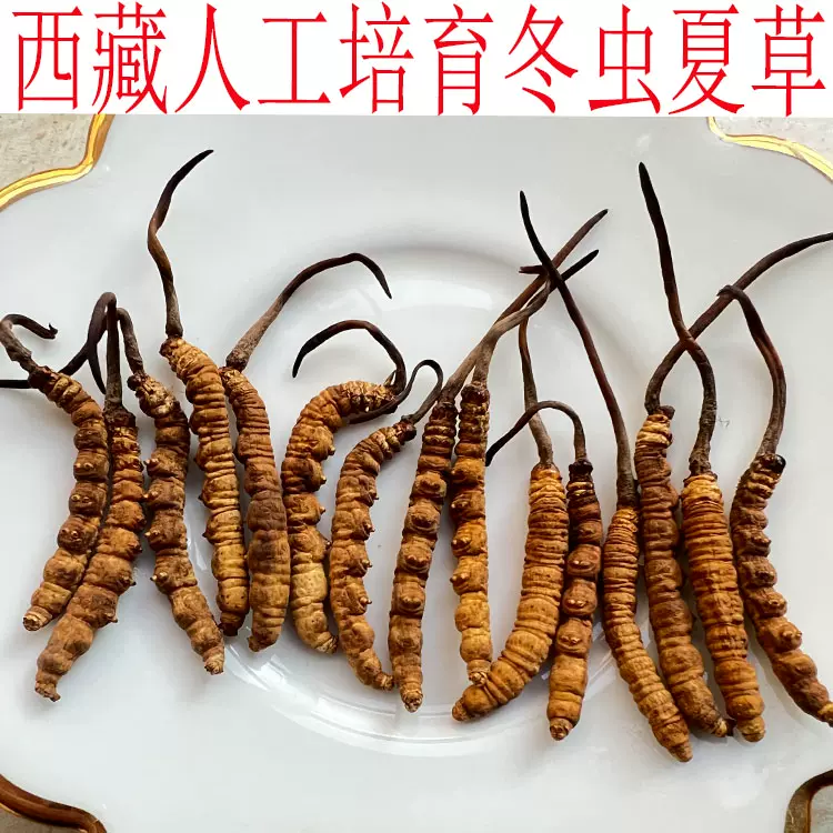 先用后付款10克西藏人工培育冬虫夏草虫草非假草3-4条/克-Taobao