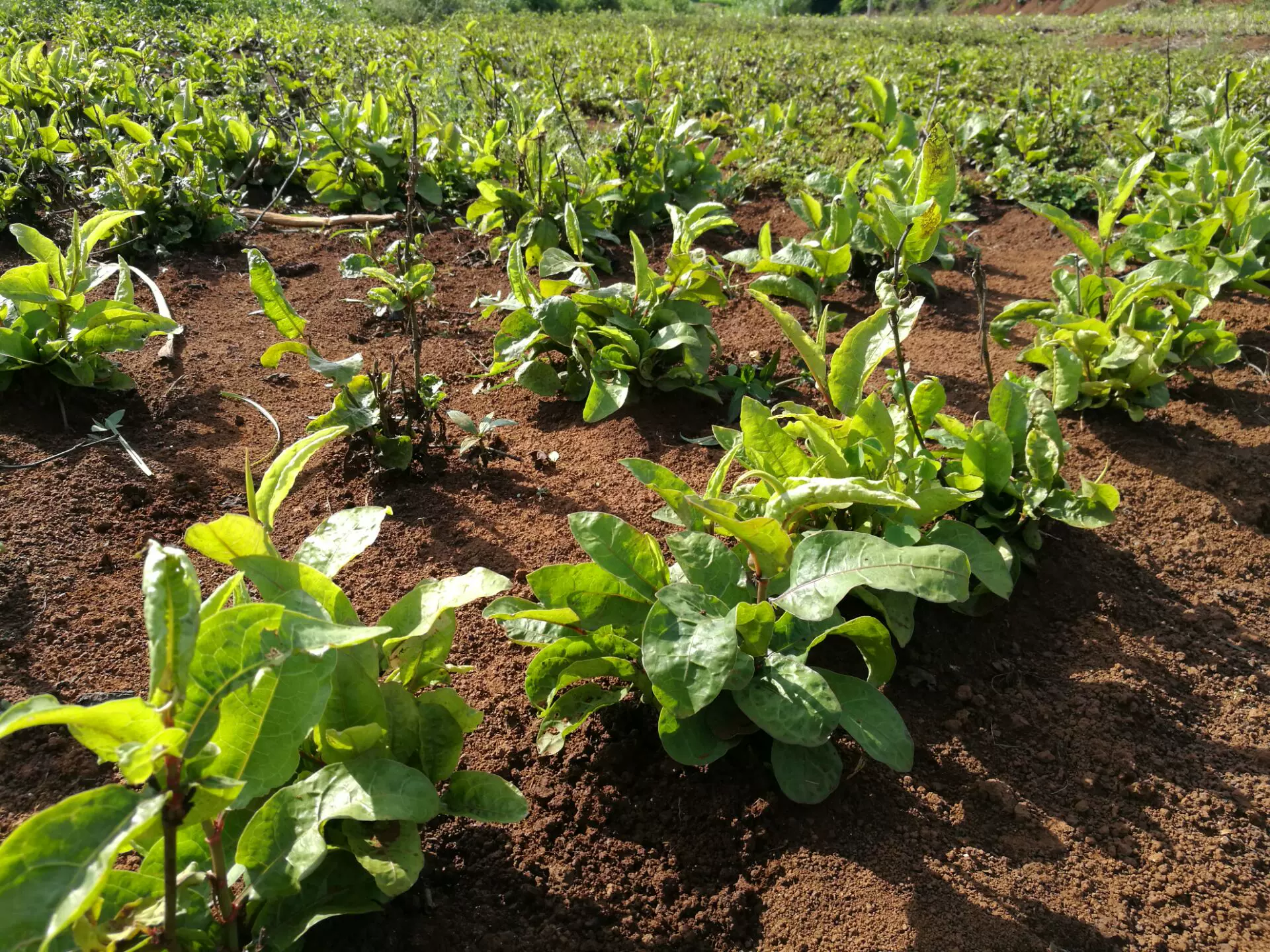 謝三娘苗紅花丹天星娘紫雪花苗