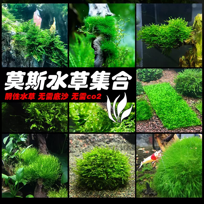 莫絲莫斯陰性水草造景迷你三角火焰美鳳珊瑚翡翠水晶鬆茸鹿角苔 Taobao