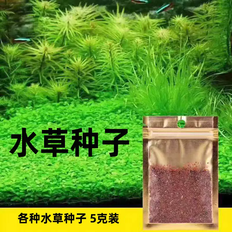 鱼缸水草种子植物草种籽水族箱造景增氧懒人装饰