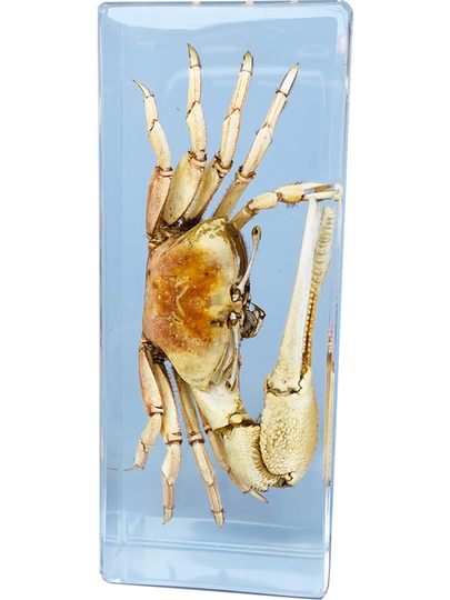 ピエロコブシガニ甲殻類標本昆虫標本エビかにサソリモドキザリガニ ピエロコブシガニ甲殻類標本昆虫標本エビかにサソリモドキザリガニ