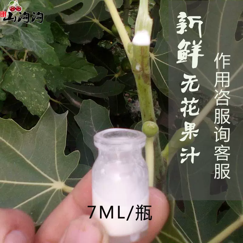 無花果樹白汁原漿乳液新鮮白汁液體無花果汁扁平尤7ml 現貨包郵 Taobao