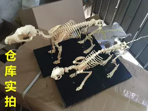 猫骨骼标本- Top 50件猫骨骼标本- 2024年5月更新- Taobao