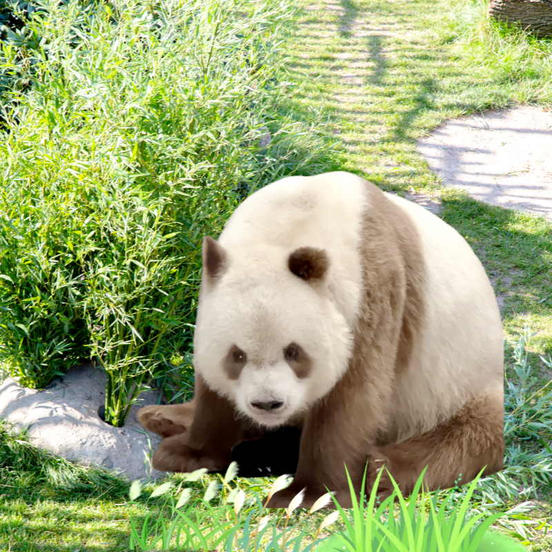 【1人请勿下单,最少2成人起订】西安秦岭四宝一日游可选动物植物 - 定制游预订