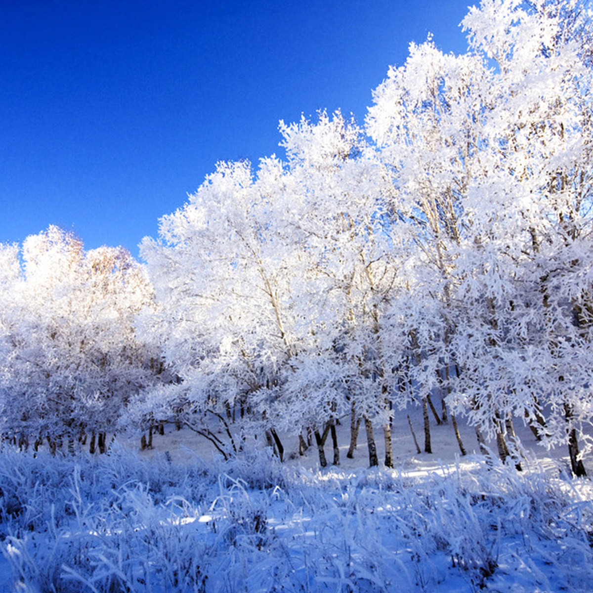 |北京乌兰布统+破冰冬捕+越野车穿越+东北特色餐5天4晚纯玩小团 - 定制游预订