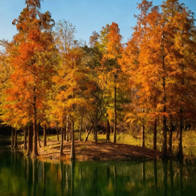 东平国家森林公园10人出游【导游讲解+小车出行】 - 定制游预订