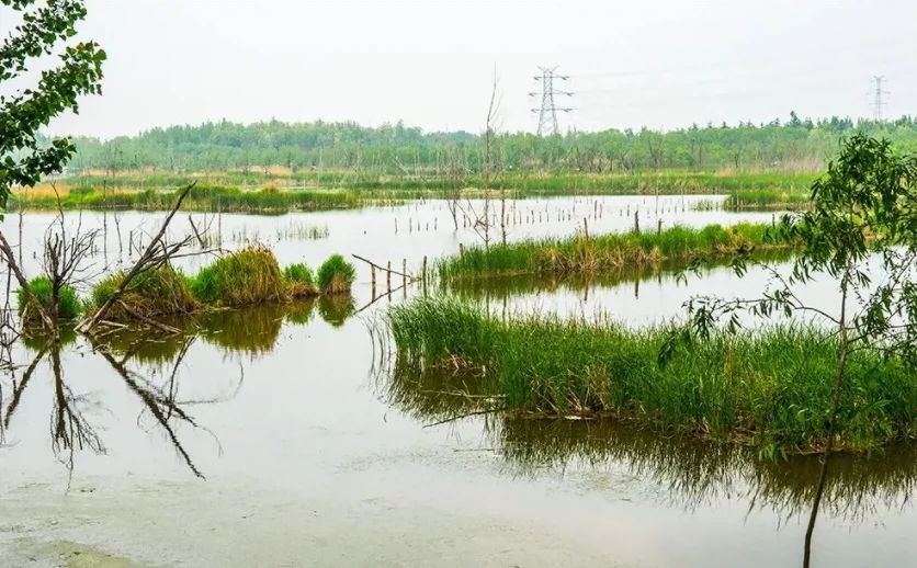 北辰绿洲湿地公园图片
