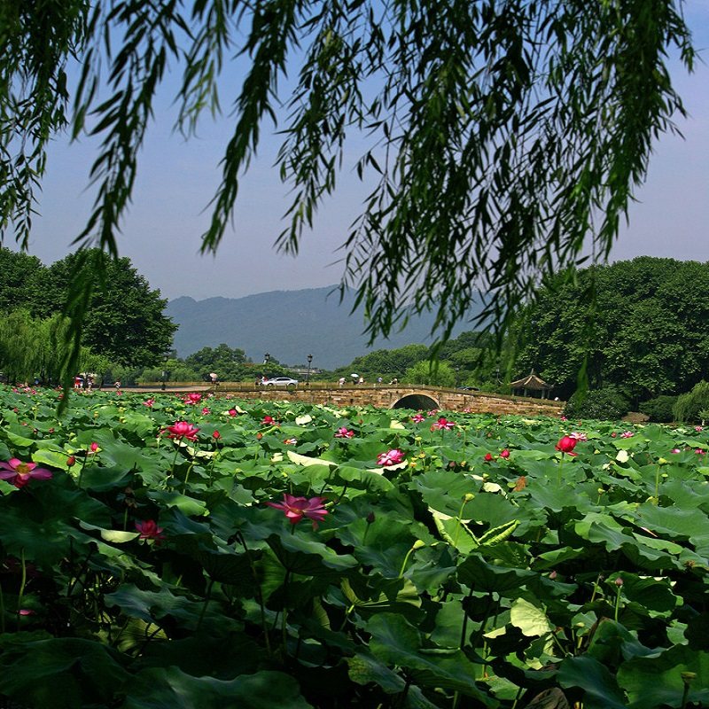 杭州出发(无购物)乌镇+杭州+苏州+扬州+南京5天4晚跟团游 - 定制游预订