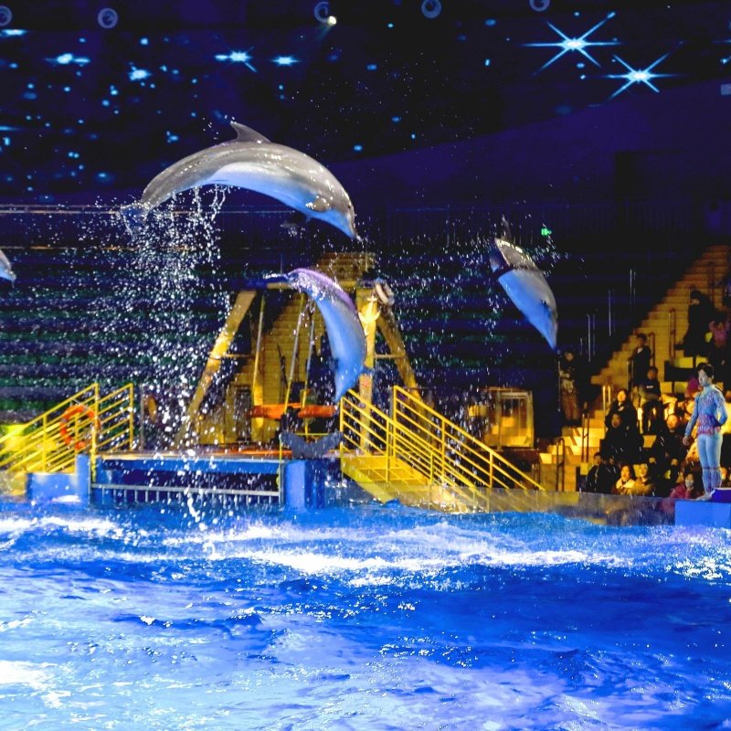 【官方酒店】暑期郑州海昌奥特曼/海洋酒店2天1晚海昌海洋公园无限次入园含早套餐