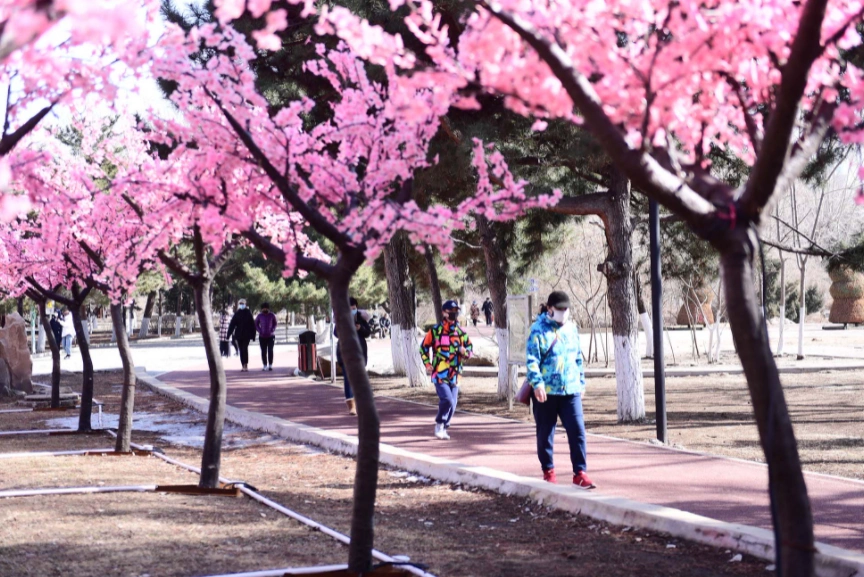 桃花林图片