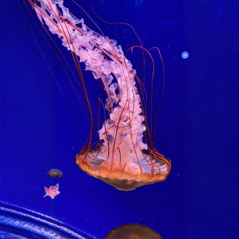 【中秋国庆】兰州皇冠假日酒店+兰州极地海洋世界6天5夜 自由行