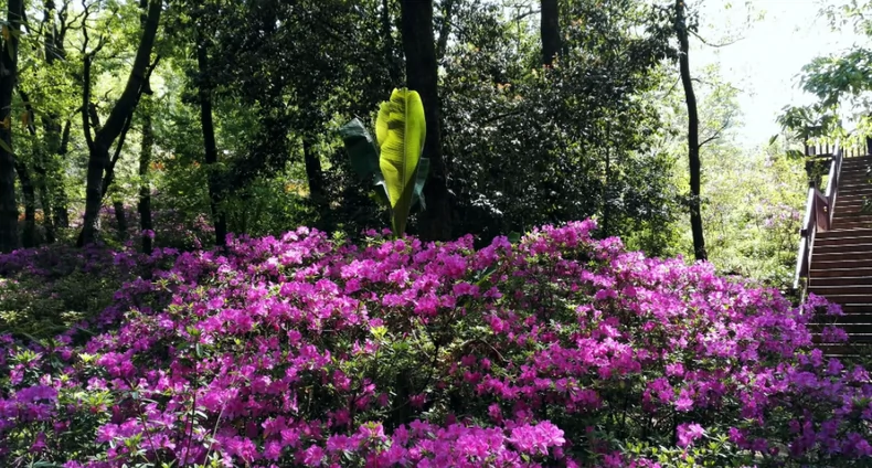 东丰杜鹃花谷图片