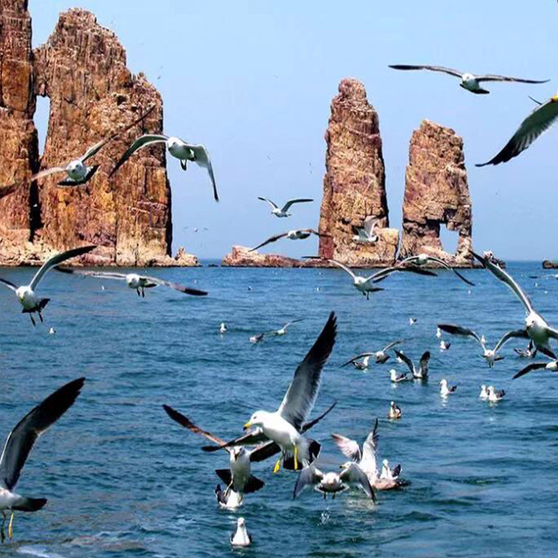 烟台长岛2天1晚自由行万鸟岛九丈崖林海烽山黄渤海分界线