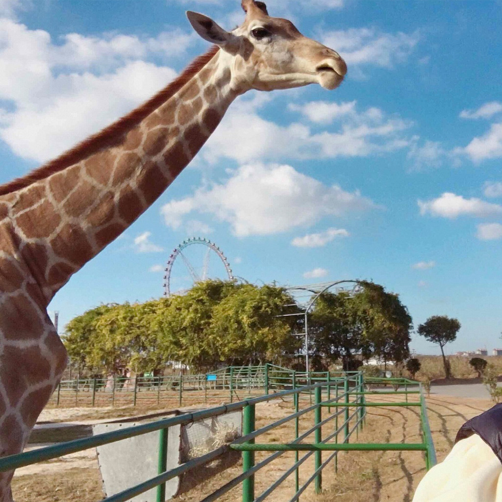 【林中秘境】2晚江苏盐城黄海森林花间亭.静林+森林公园+麋鹿苑+动物园门票