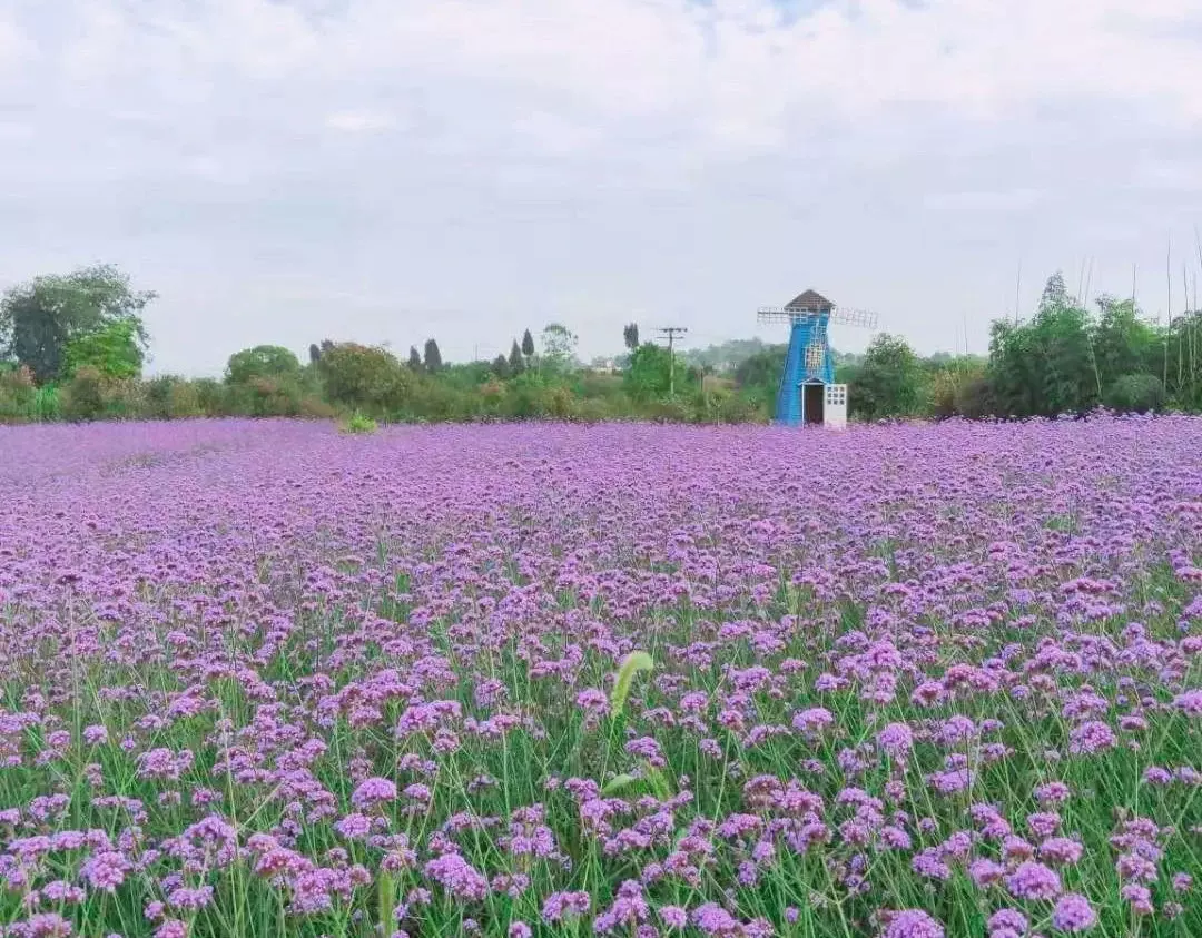 美樱花海图片