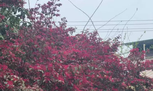 圣水湖桃花岛图片