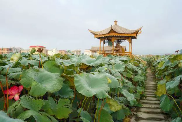 珪后村荷花基地图片