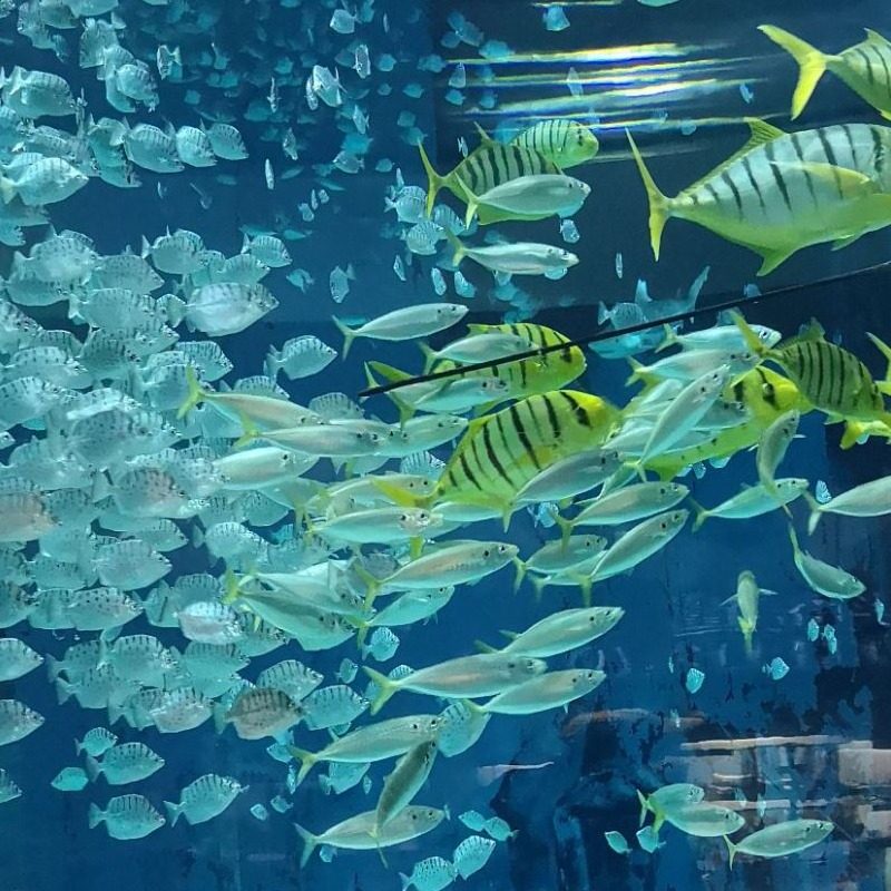 北京4天3晚观悦行政公寓北京动物园北京海洋馆