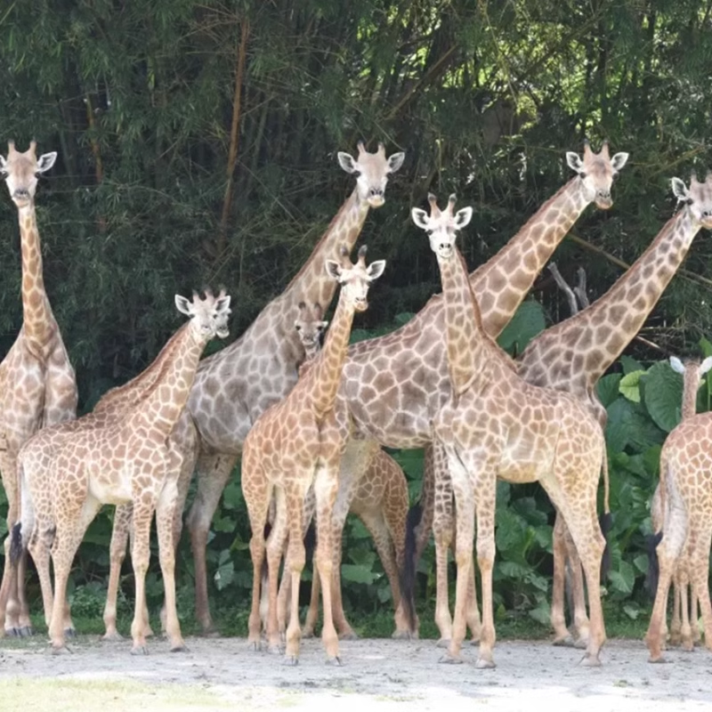 【元旦可约】广州长隆香江酒店双人1晚/2晚/3晚畅玩三园动物欢乐飞鸟大马戏自助餐