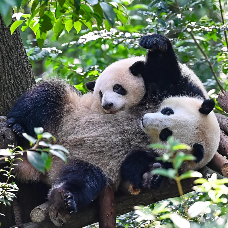 【双城记】成都重庆旅游洪崖洞都江堰熊猫基地李子坝3天2晚-住5钻 - 定制游预订