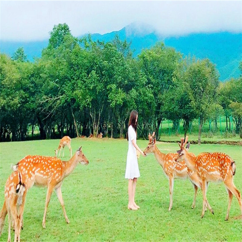 16人跟团武汉三峡神农架大九湖恩施峡谷狮子关屏山8日7晚纯玩旅游 - 定制游预订