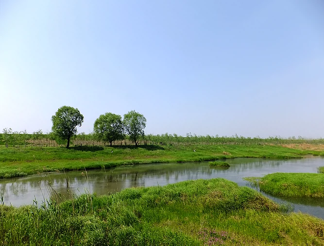 府河湿地图片