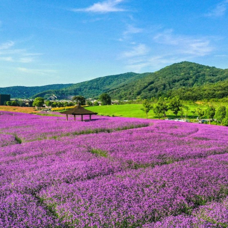 【双11赠年卡】拈花湾景区内拈花客栈2晚+自助晚餐+享双人年卡
