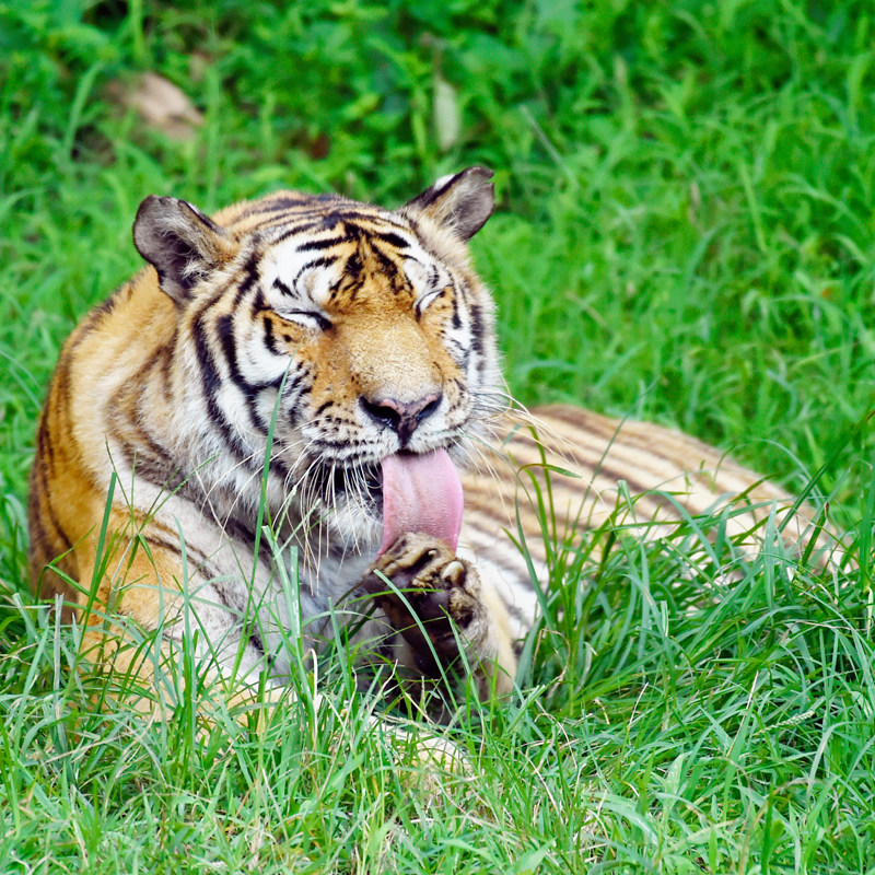 杭州绿城桃花源黄龙度假酒店住宿+杭州野生动物世界/森泊水乐园