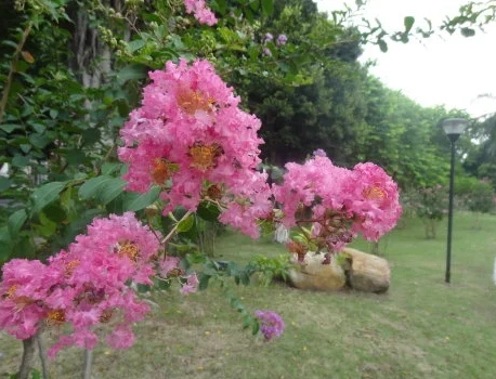 惠州市植物园-紫薇山图片