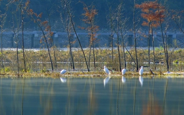 黄山市太平湖风景区-鸟类馆图片