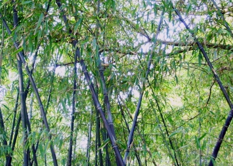 紫竹林图片