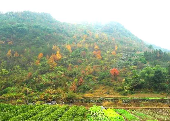 山雪岗图片