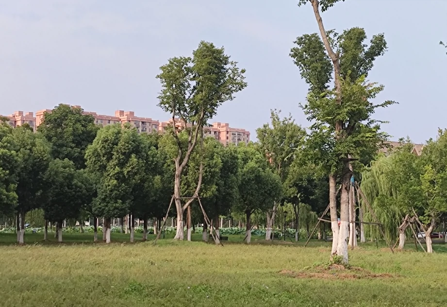 东西湖临空港大道体育公园图片