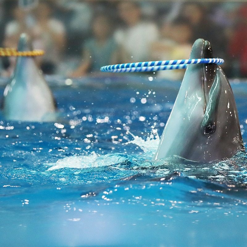 江苏旅游5天4晚南京夫子庙希尔顿欢朋酒店南京夫子庙海底世界