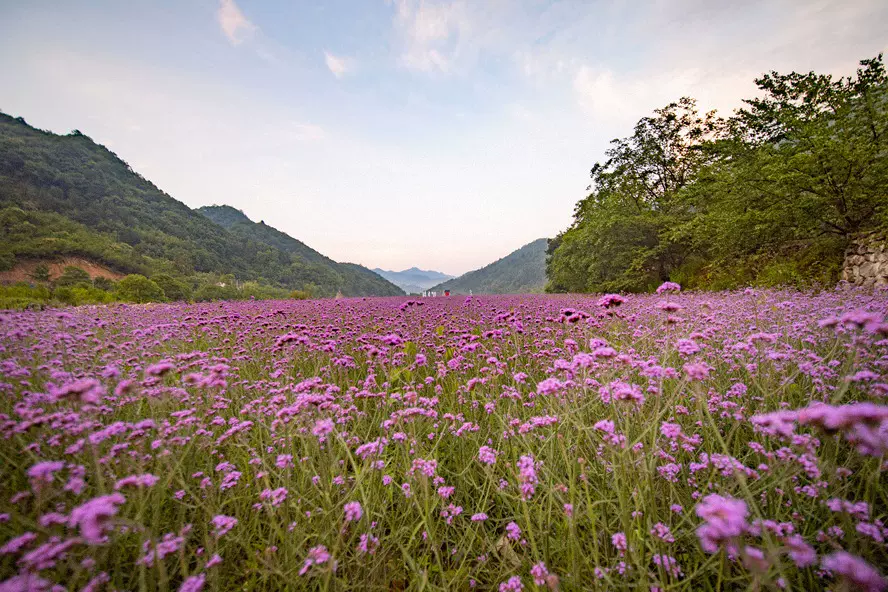 沙窝百亩花海（观花点）图片