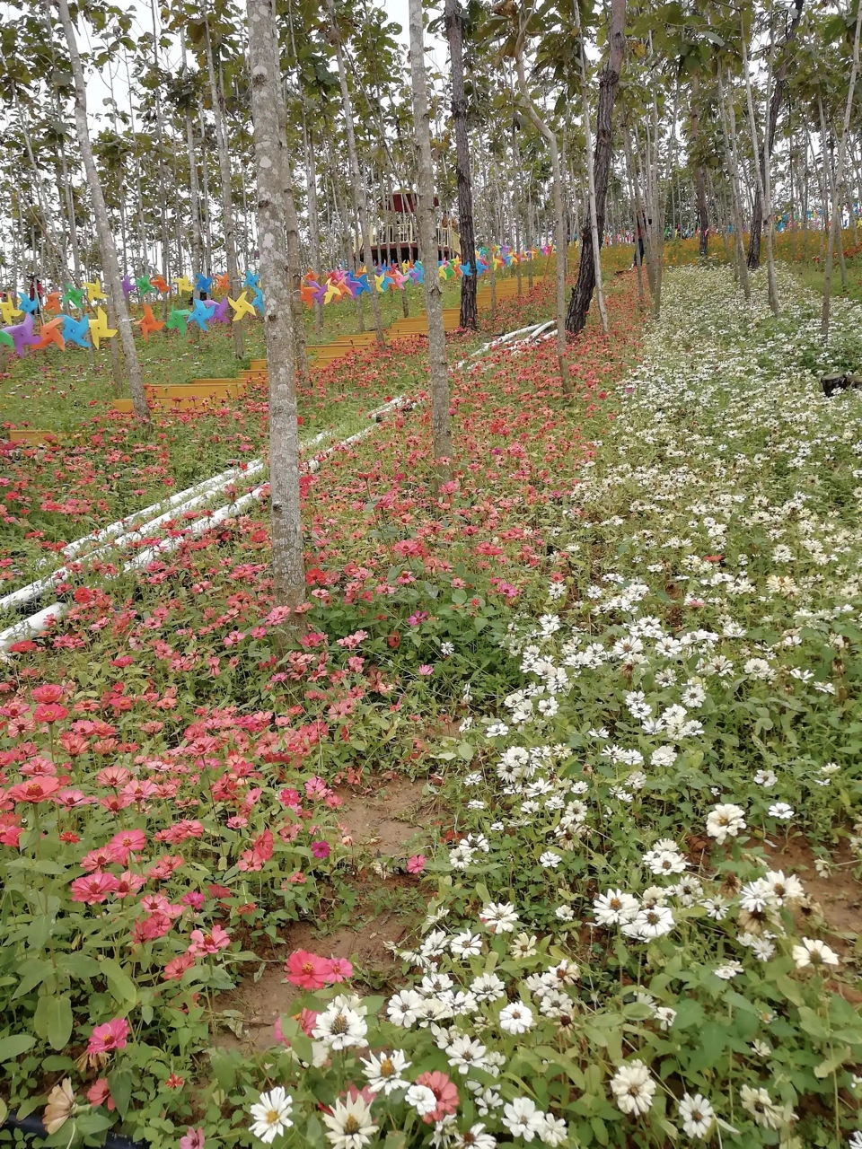 云梯山花海图片