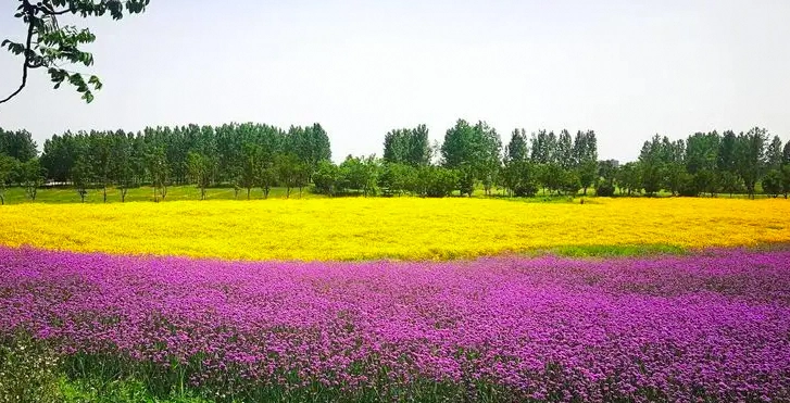 桃蹊花海图片