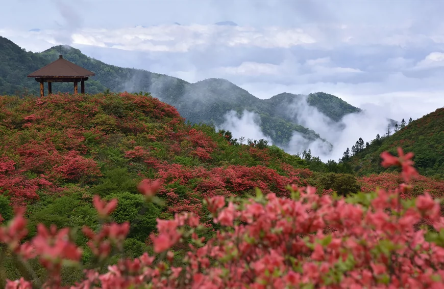 大围山杜鹃花海图片