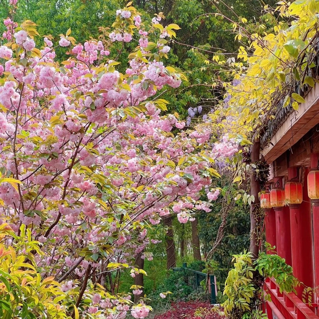 红枫酒店芜湖火车站碰头荟店住宿+芜湖方特梦幻王国成人门票