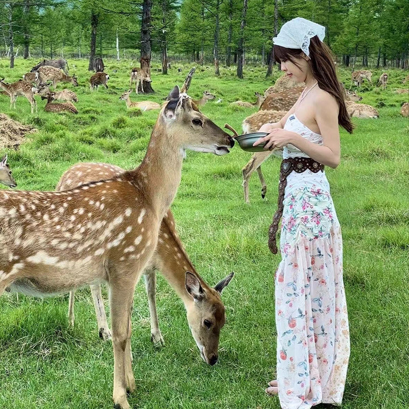 哈尔滨伊春旅游金山鹿苑五营汤旺河石林嘉荫横道河子长白山10天9 - 定制游预订