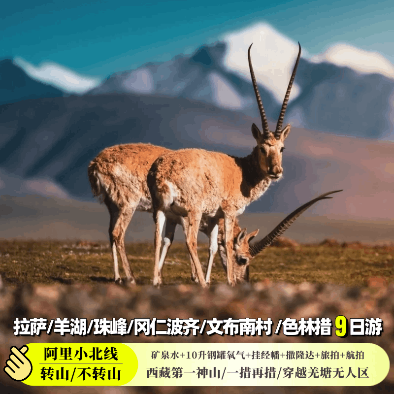 【阿里9天】西藏旅游珠峰大本营冈仁波齐古格王朝玛旁雍错 - 定制游预订