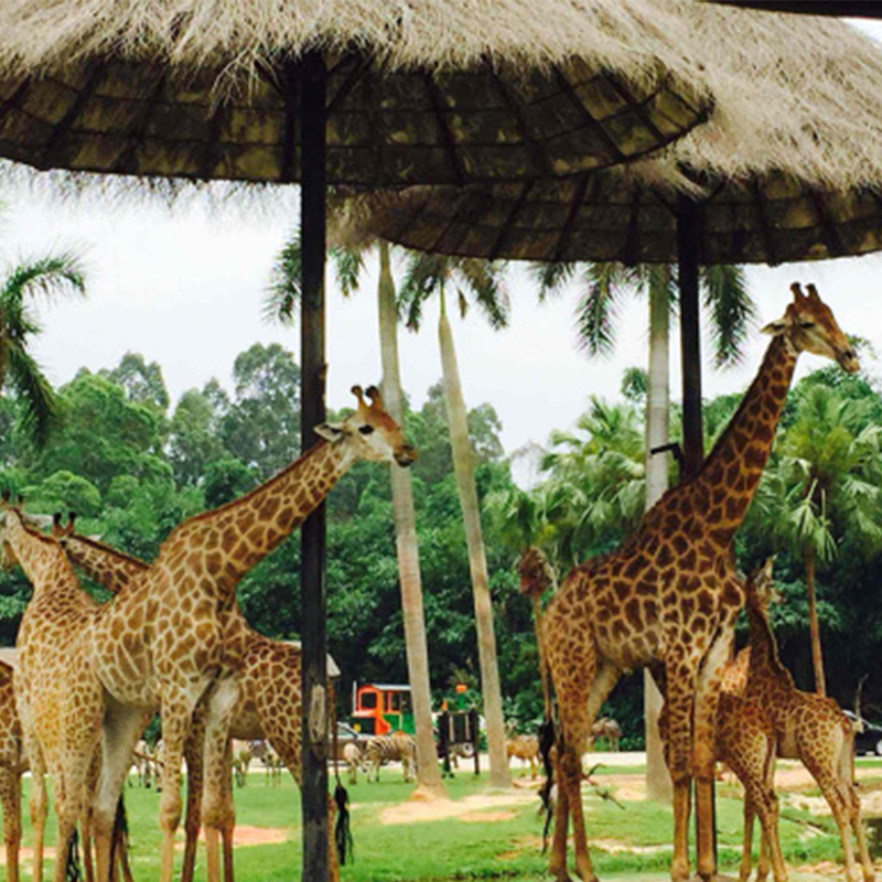 【国庆可约】广州长隆熊猫酒店双人1晚2晚无限畅玩3园大马戏自助餐套票