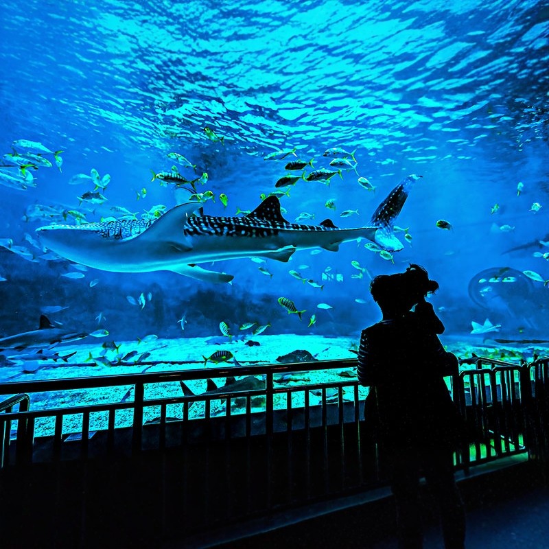 青岛国信中心酒店3天2晚|海洋公园+摩天轮+云上海天买1送1|亲子优选 - 定制游预订