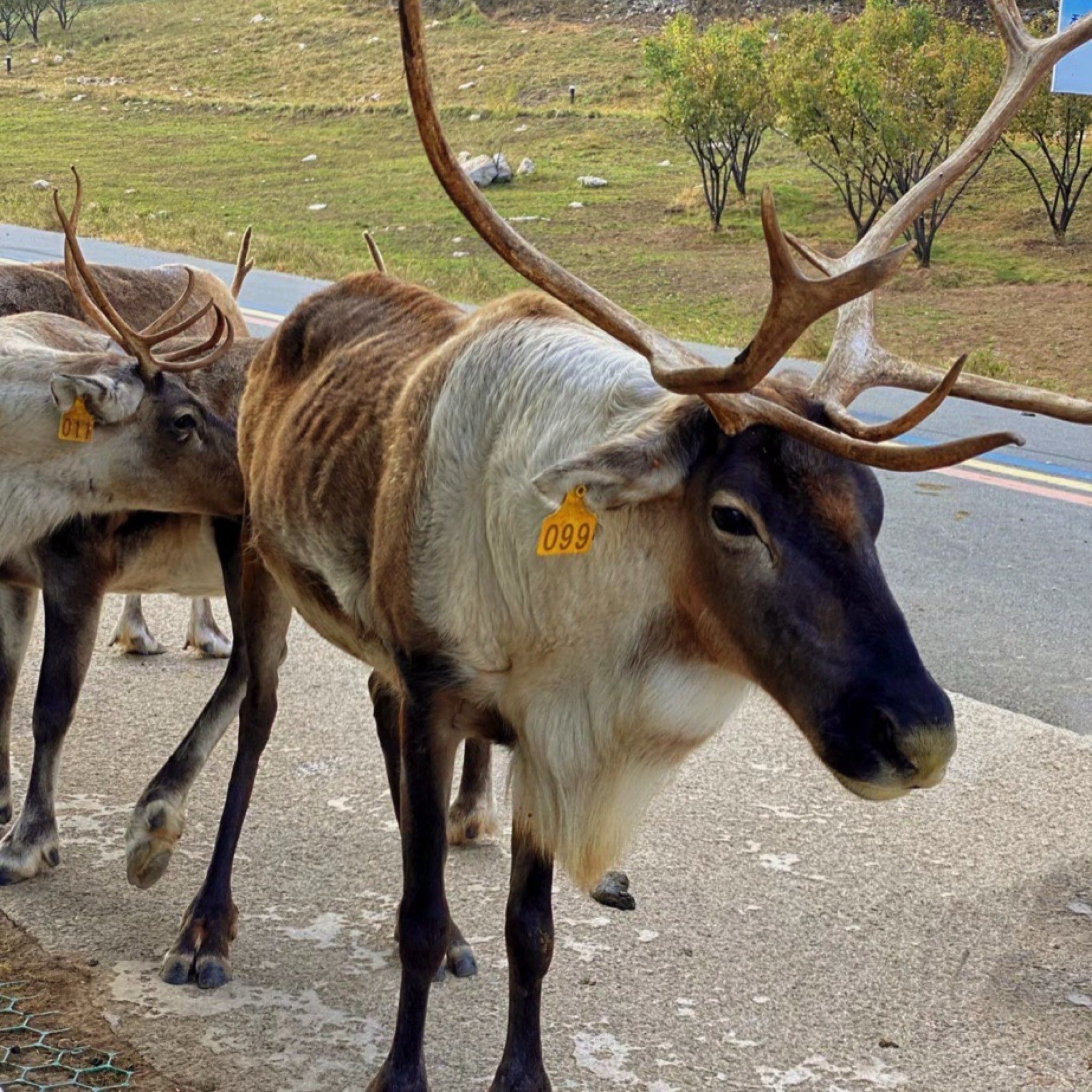 长春神鹿峰开元明庭度假酒店+神鹿峰游览区成人票一张