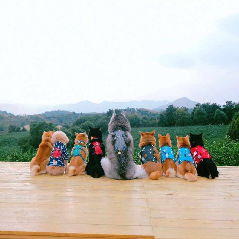 【长兴芳草地】双床别墅套餐丨双早+DIY手工+卡丁车+萌宠喂养+龙之梦太湖古镇买1送1