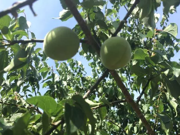 永泰赏梨区图片