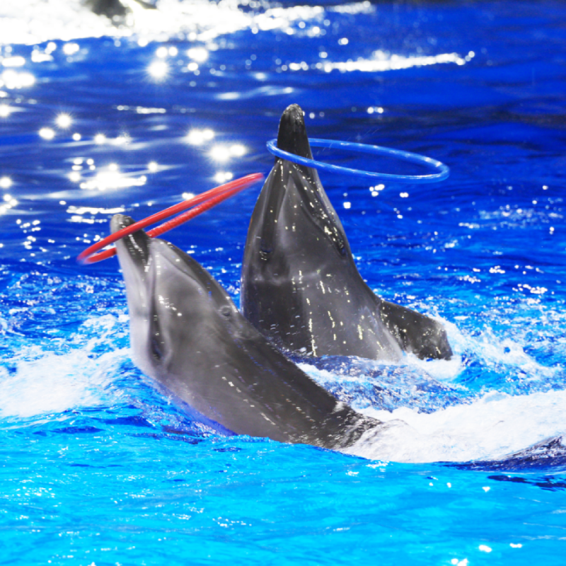 【官方酒店】暑期郑州海昌奥特曼/海洋酒店2天1晚海昌海洋公园无限次入园含早套餐