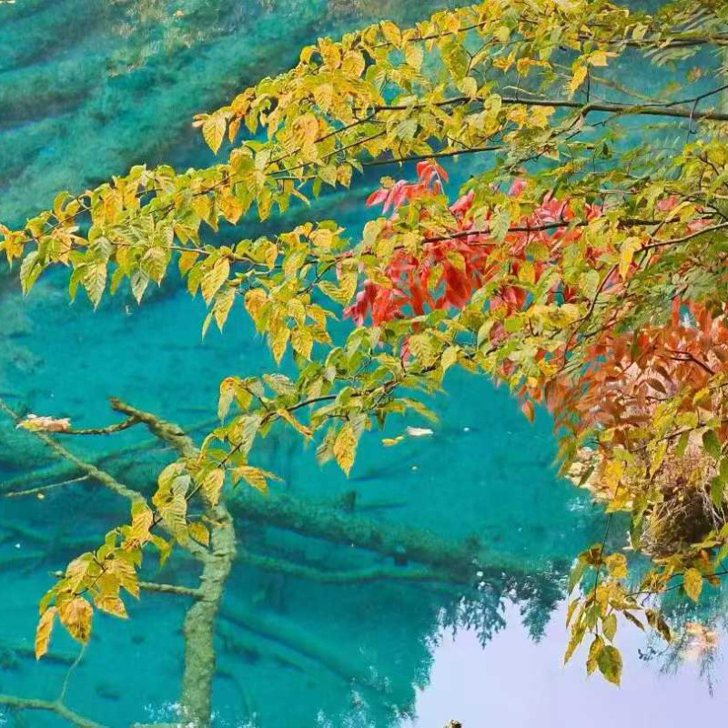 【宜见九寨】丽呈别院·四季漫居酒店(九寨沟景区店) +早餐+九寨沟门票+观光车